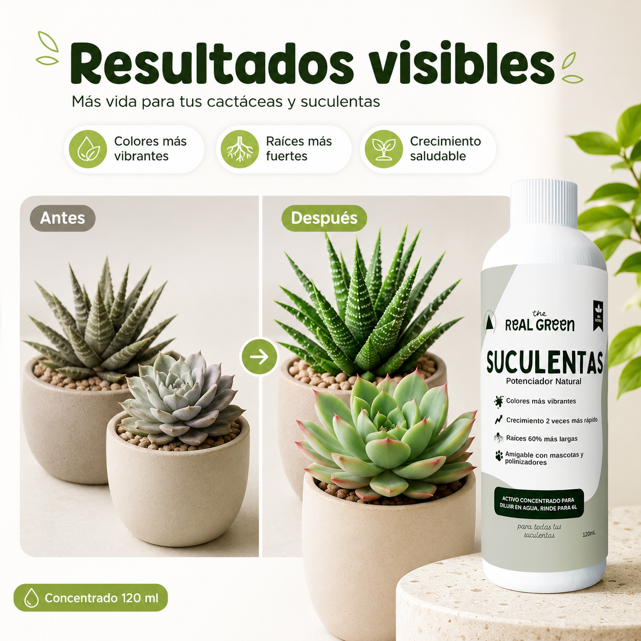 Enraizante para cactáceas y suculentas