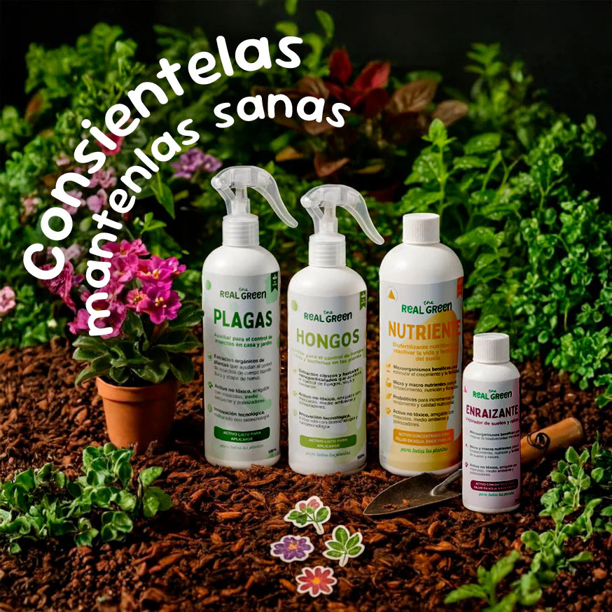 Kit Plantas Felices Chico