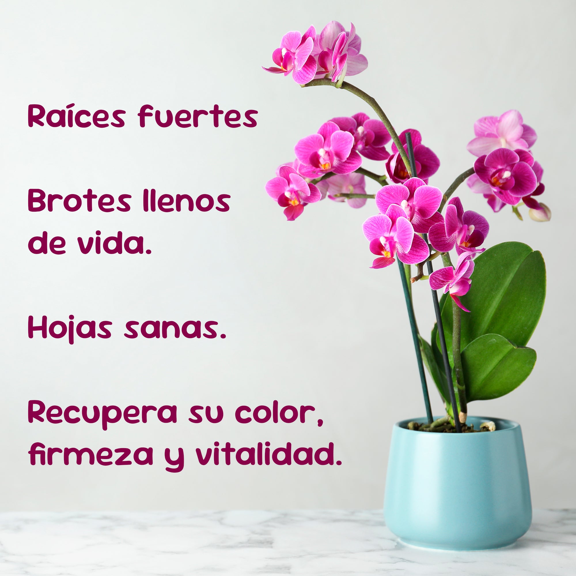 Enraizante para orquídeas