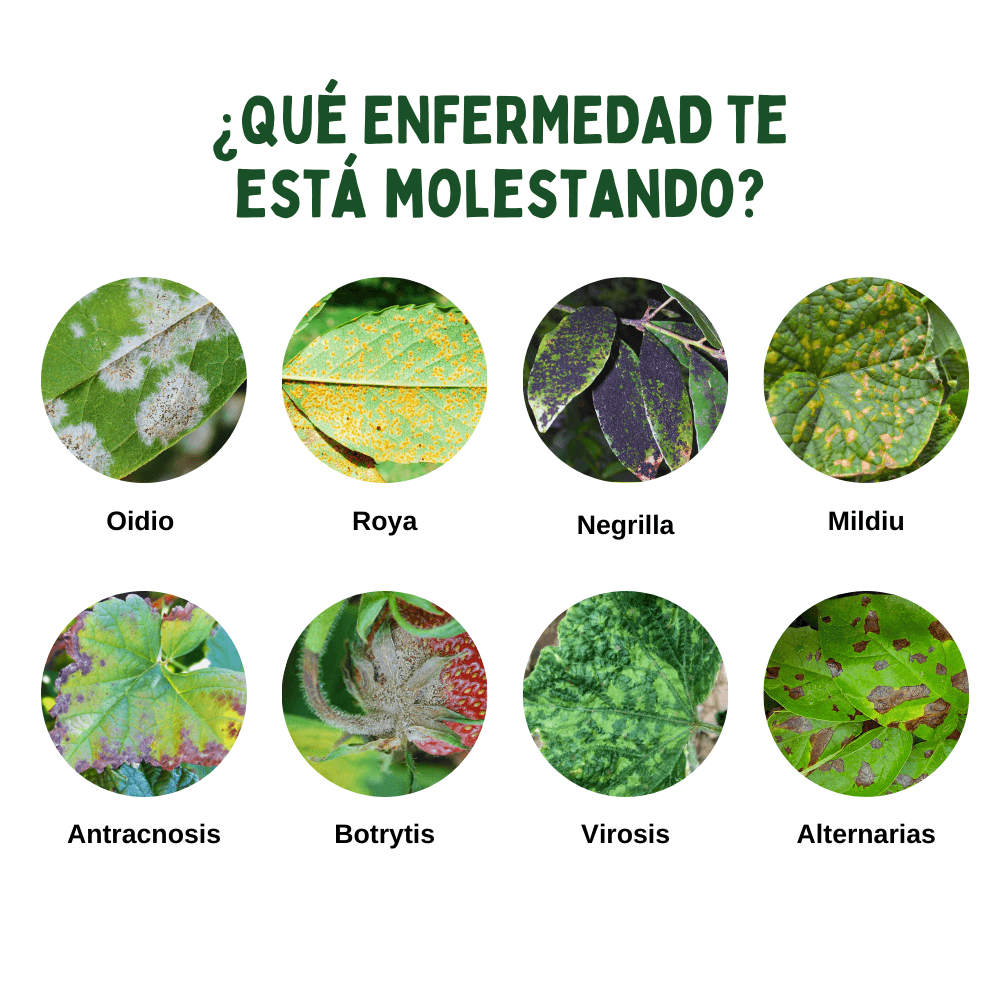 Auxiliar para el control de hongos, virus y bacterias - The Real Green