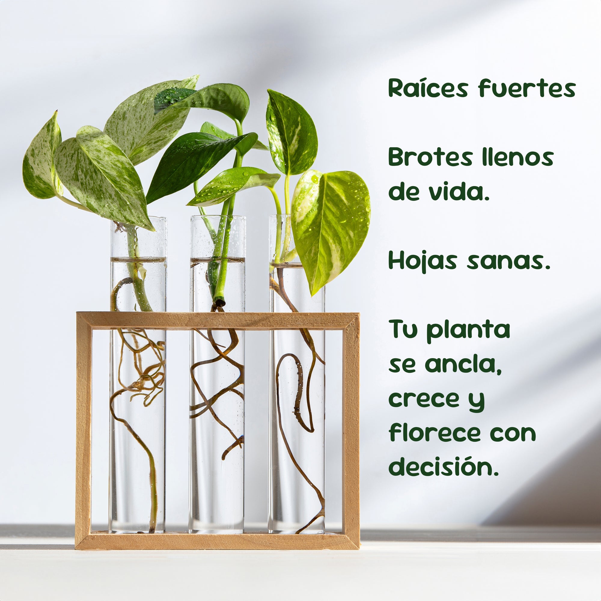 Enraizante y mejorador de suelos